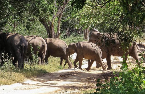 Kumana National Park Private Safari