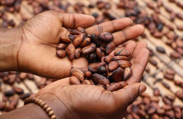 Coffee & Cacao Private Experience from Quito