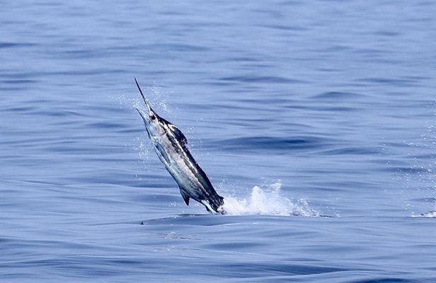 Full Day Sportsman/Enthusiast Charter