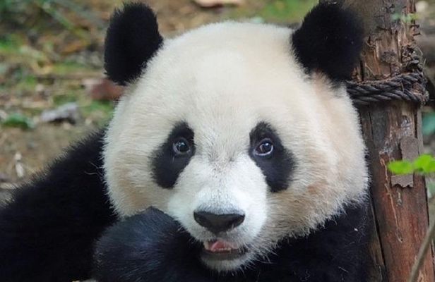 Chengdu Private Full Day Panda Breeding Center and Sanxingdui Museum Tour