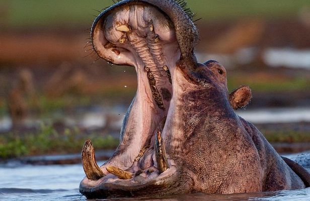 3 Day: Landscapes of Serengeti and Ngorongoro Crater