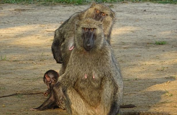 Seven Days One Wonderful Week Safari In Uganda