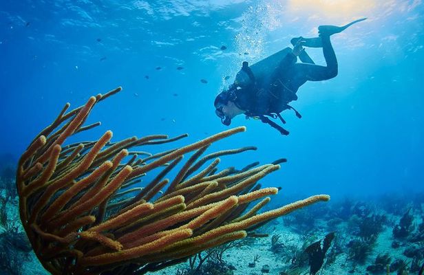 Reef diving in Playa del Carmen 