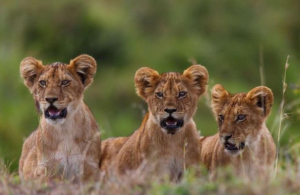 5-Days Masai Mara- Lake Nakuru - Lake Naivasha Kenya Safari Tour
