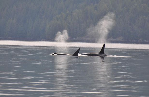 7-8 Hour Zodiac Whale Watching Tour