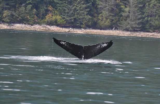 6 hour Zodiac Whale Watching Tour