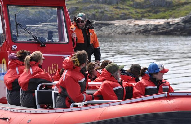 Zodiac Boat Whale and Wildlife 6-Hour Tour from Campbell River