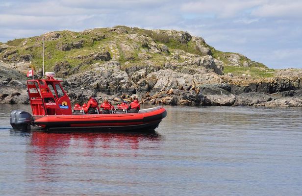 4 hour Zodiac Whale and Wildlife Tour