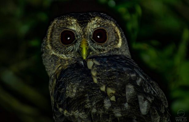 Cloud Forest Night Walk in Monteverde -Monteverde Wild-