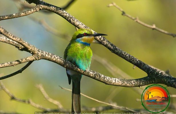 Shore Excursion- flamingos, dune 7, welwitschia, Swakopmund.