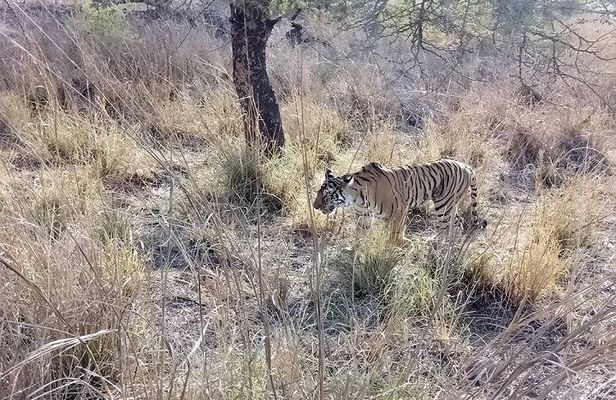 RANTHAMBORE NATIONAL PARK (3 Nights /4 Days)