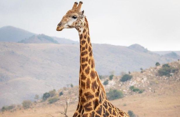 Private Le Cape Animal Farms Full Day Tour