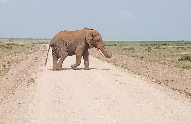 Olpejeta conservancy Day tour