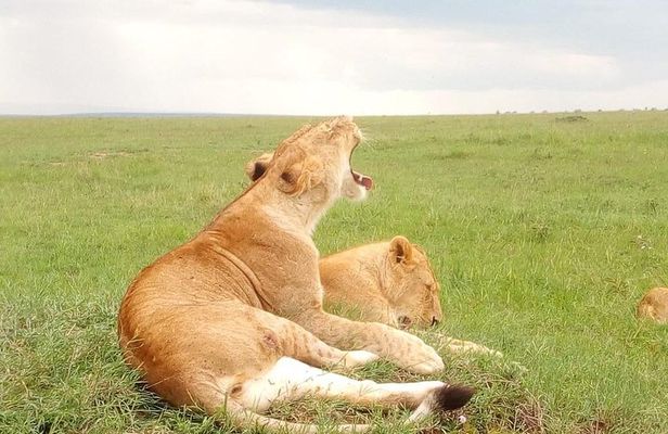 Wildlife safari: Tsavo East, west & Amboseli park tours