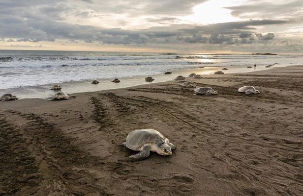Turtle Watching Tour
