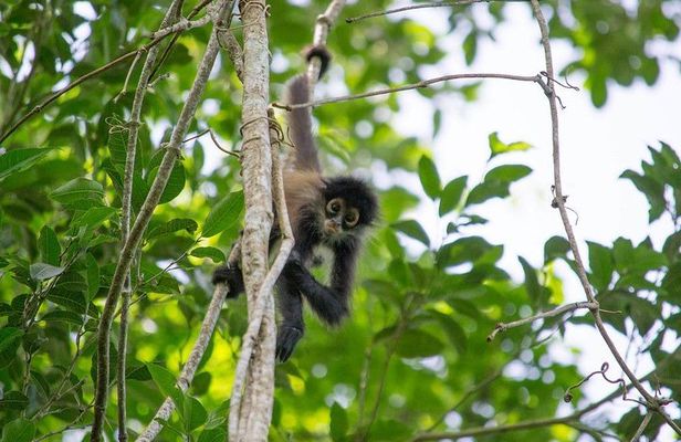Coba & Monkey Sanctuary Punta Laguna Private Tour