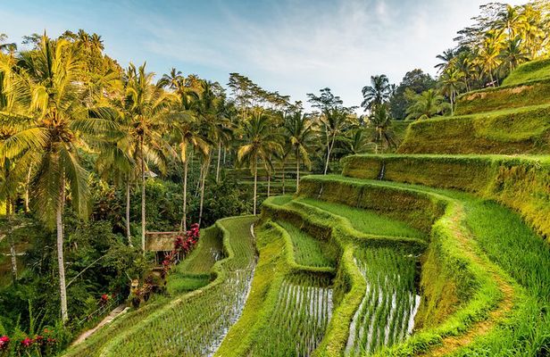 Private Ubud Day Tour