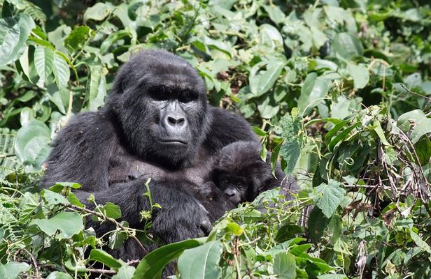 5 Day Gorillas and White Water Rafting Uganda Safari Adventure