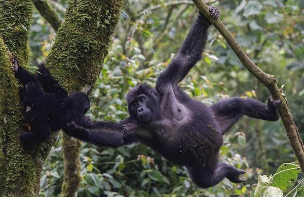 3 Day Gorilla Trekking Safari in Uganda - Budget Safari