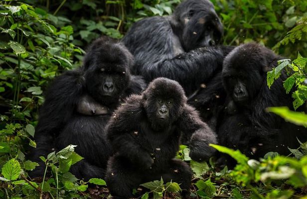 5-Day Gorillas, Lions and Water Safari in Uganda