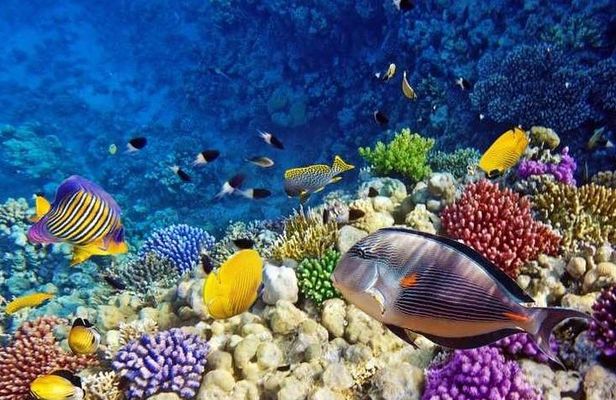 Snorkeling tour at Paradise island Hurghada