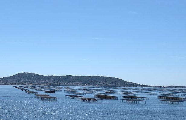 Highlights of Sète, oyster and Wine in Picpoul de Pinet
