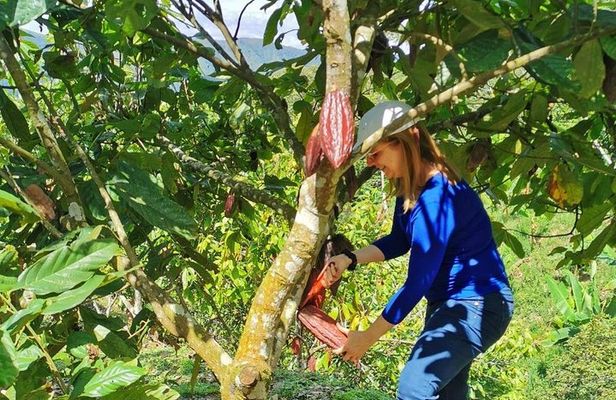 Chocolate Farm Private Tour in Medellin: Real Genuine Experience