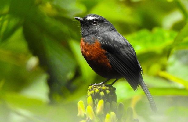 Prívate birding tour in Mindo Cloud-Forest + Mitad del mundo