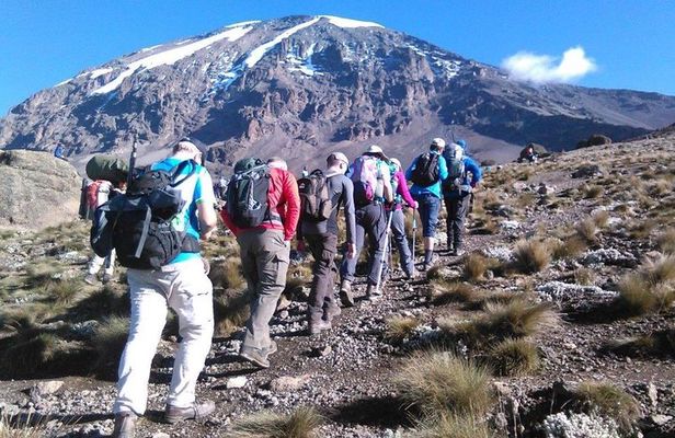 8 Days Lemosho Route Kilimanjaro Trekking