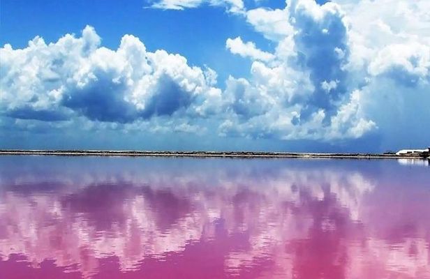 Río Lagartos y Las Coloradas Private Tour from Merida
