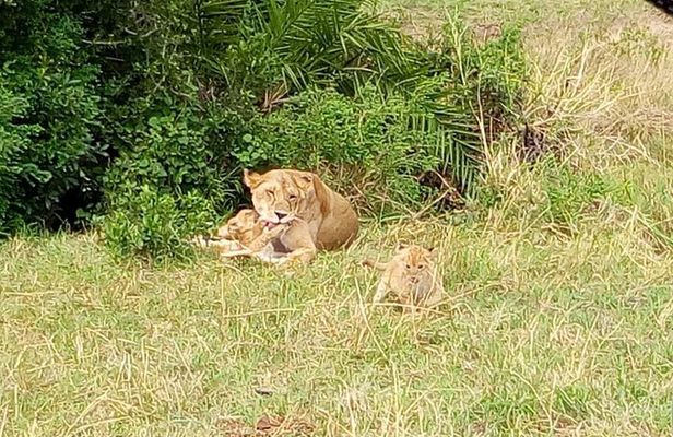 6 Days best of kenya safaris Maasai Mara-Lake Nakuru Amboseli National Park