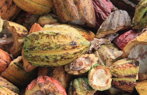 Cacao Road Excursion : plantations, processes, tasting and more