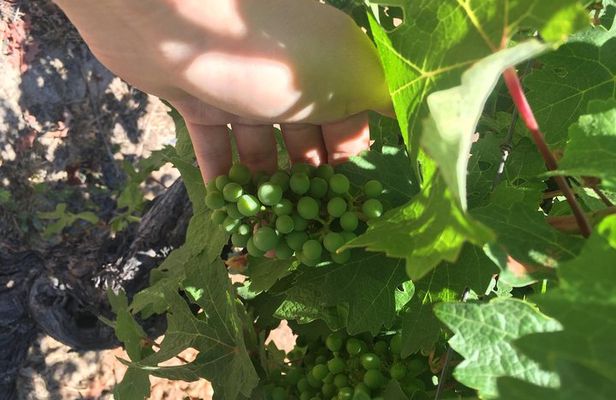 Signature Vineyard Exclusive Tour with Certificated Sommelier