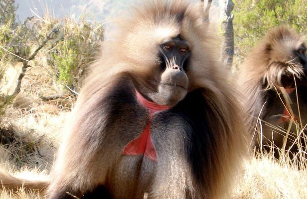 Day Trip From Addis Ababa To Debre Libanos & Blue Nile Gorge