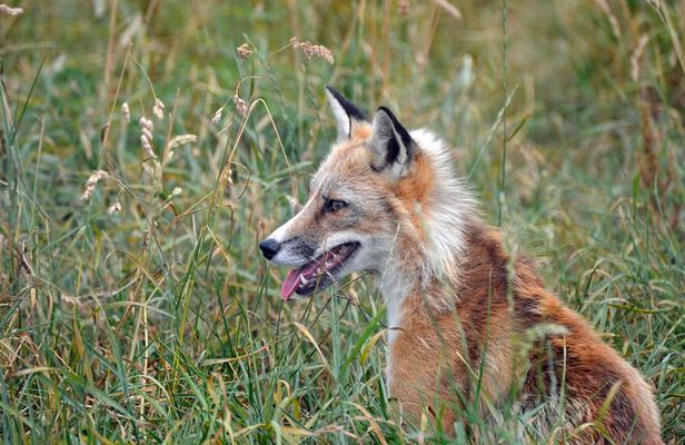 Fox Encounter for 2 people and park entry