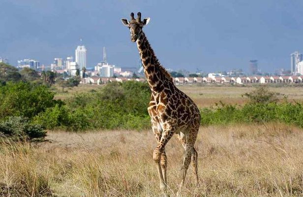 Nairobi National Park,Elephant Orphanage, Giraffe Center and Karen Blixen Museum
