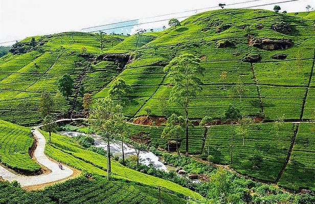 Day Tour to Nuwara Eliya from Kandy by Lux Tours Lanka