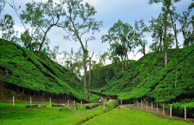 Sreemangal Tour! Sylhet, Bangladesh