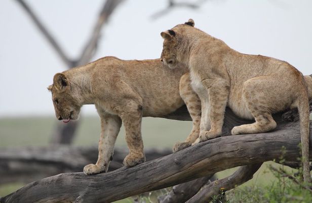 3 Days Camping Safari Tarangire, Lake Manyara and Ngorongoro Crater