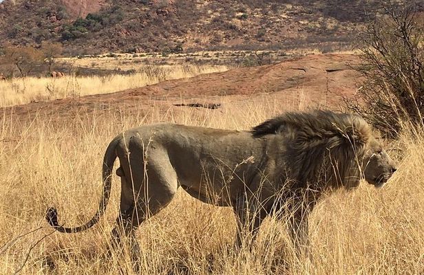 Lesedi cultural village and lion mini safari