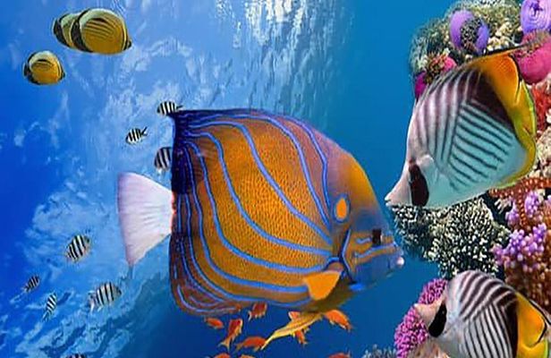 Luxor to Red Sea Hurghada - Full Day Tour Snorkeling Adventure