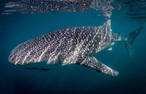 Intimate Eco-Friendly Whale Shark Encounter - Premium Service