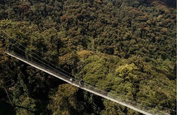 1 Day Canopy Walk Adventure in Nyungwe Forest National Park