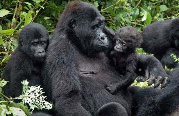 7Day Gorilla safari