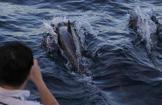 Dolphin and Whale Watching Sunset Cruise
