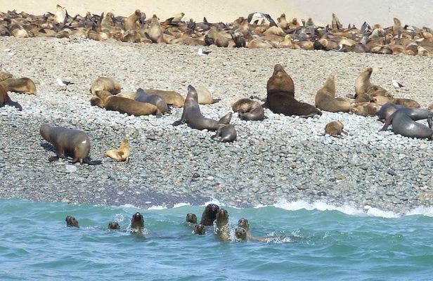 Paracas Full Day: Islas Ballestas, National Park and Sandboarding in Paracas