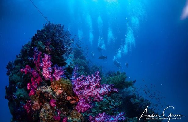 Scuba Dive the S.S. Yongala Wreck on the Great Barrier Reef.