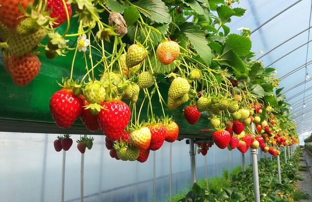 [Private Tour] Organic Strawberry Farm & Nami Island & Petite France