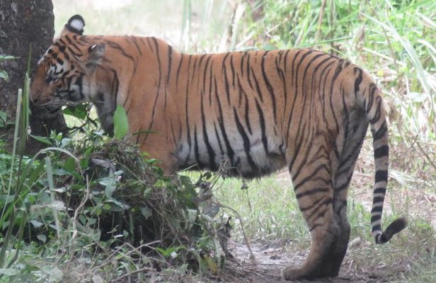 Mission Tiger, 4 days tour inside Chitwan National Park.