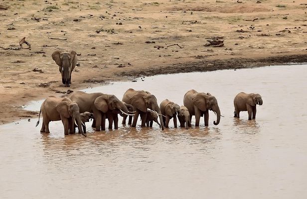 Amboseli Day Excursion
